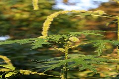 Girardinia diversifolia